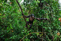 Bonobo (Pan paniscus) male 'Api' standing on a branch in a tree, Lola Ya Bonobo Sanctuary, Democratic Republic of Congo. October.