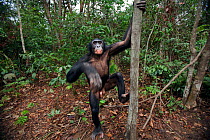 Bonobo (Pan paniscus) young male 'Api' aged 13 years climbing up a tree, Lola Ya Bonobo Sanctuary, Democratic Republic of Congo. October.