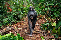 Bonobo (Pan paniscus) female 'Nioki' carrying her baby 'Bomango' aged 10 months on her back, Lola Ya Bonobo Sanctuary, Democratic Republic of Congo. October.