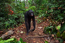 Bonobo (Pan paniscus) male 'Kikongo' walking through the forest, Lola Ya Bonobo Sanctuary, Democratic Republic of Congo. October.