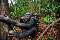 Bonobo (Pan paniscus) female 'Nioki' and her male baby 'Bomango' aged 10 months sitting on the forest floor, Lola Ya Bonobo Sanctuary, Democratic Republic of Congo. October.