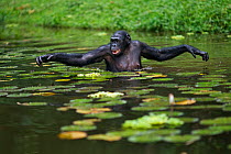 Bonobo (Pan paniscus) female 'Opala' wading through deep water amongst water lilies, Lola Ya Bonobo Sanctuary, Democratic Republic of Congo. October.