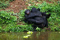 Bonobo (Pan paniscus) pair mating face to face, Lola Ya Bonobo Sanctuary, Democratic Republic of Congo. October.