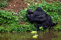 Bonobo (Pan paniscus) pair mating face to face,  Lola Ya Bonobo Sanctuary, Democratic Republic of Congo. October.