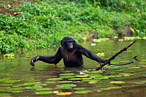 Bonobo (Pan paniscus) adolescent male using a branch to reach food that is beyond his depth, Lola Ya Bonobo Sanctuary, Democratic Republic of Congo. October.