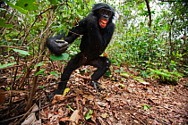 Bonobo (Pan paniscus) adolescent female 'Mwanda' in aggressive move against another bonobo, Lola Ya Bonobo Sanctuary, Democratic Republic of Congo. October.