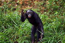 Bonobo (Pan paniscus) male gesturing from the side of the lake, Lola Ya Bonobo Sanctuary, Democratic Republic of Congo. October.