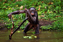 Bonobo (Pan paniscus) female using a branch to support herself in the water, Lola Ya Bonobo Sanctuary, Democratic Republic of Congo. October.