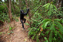 Bonobo (Pan paniscus) young male 'Maniema' coming down a tree, Lola Ya Bonobo Sanctuary, Democratic Republic of Congo. October.