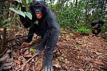 Bonobo (Pan paniscus) adolescent female 'Mwanda' fighting with another bonobo, Lola Ya Bonobo Sanctuary, Democratic Republic of Congo. October.