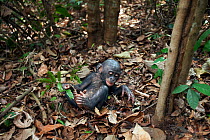 Bonobo (Pan paniscus) male baby 'Bomango' aged 10 months playing on the forest floor, Lola Ya Bonobo Sanctuary, Democratic Republic of Congo. October.