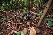 Bonobo (Pan paniscus) male baby 'Bomango' aged 10 months playing on the forest floor, Lola Ya Bonobo Sanctuary, Democratic Republic of Congo. October.