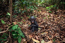 Bonobo (Pan paniscus) male baby 'Bomango' aged 10 months sitting on the forest floor, Lola Ya Bonobo Sanctuary, Democratic Republic of Congo. October.