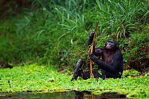 Bonobo (Pan paniscus) mature male 'Manono' aged 17 years resting in water, stripping bark off a branch, Lola Ya Bonobo Sanctuary, Democratic Republic of Congo. October.