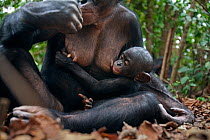 Bonobo (Pan paniscus) male baby 'Bomango' aged 10 months suckling from his moter 'Nioki', Lola Ya Bonobo Sanctuary, Democratic Republic of Congo. October.