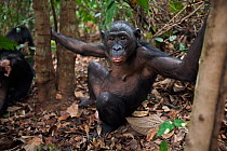 Bonobo (Pan paniscus) female amongst trees looking with curiosity, Lola Ya Bonobo Sanctuary, Democratic Republic of Congo. October.