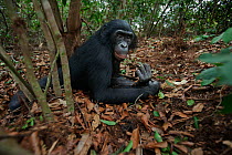 Bonobo (Pan paniscus) adolescent male lying on the forest floor, Lola Ya Bonobo Sanctuary, Democratic Republic of Congo. October.