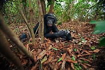 Bonobo (Pan paniscus) adolescent male lying on the forest floor, Lola Ya Bonobo Sanctuary, Democratic Republic of Congo. October.