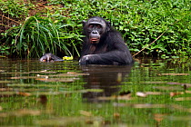 Bonobo (Pan paniscus) mature male wading through deep water, Lola Ya Bonobo Sanctuary, Democratic Republic of Congo. October.