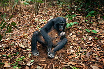 Bonobo (Pan paniscus) adolescent female 'Mwanda' playing with leaves and soil on the forest floor, Lola Ya Bonobo Sanctuary, Democratic Republic of Congo. October.