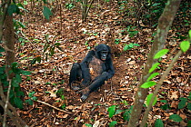 Bonobo (Pan paniscus) adolescent female 'Mwanda' playing with leaves and soil on the forest, Lola Ya Bonobo Sanctuary, Democratic Republic of Congo. October.