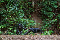 Bonobo (Pan paniscus) female trying to stop male 'Fizi' from making a charging display, Lola Ya Bonobo Sanctuary, Democratic Republic of Congo. October.