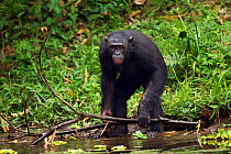 Bonobo (Pan paniscus) mature male picking up a branch, Lola Ya Bonobo Sanctuary, Democratic Republic of Congo. October.
