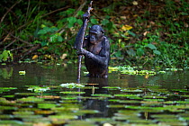 Bonobo (Pan paniscus) female 'Lisala' using a branch for support to wade through water, Lola Ya Bonobo Sanctuary, Democratic Republic of Congo. October.