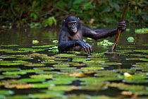 Bonobo (Pan paniscus) adolescent male using a branch as support to wade through water, Lola Ya Bonobo Sanctuary, Democratic Republic of Congo. October.