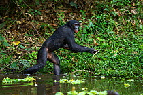 Bonobo (Pan paniscus) mature male 'Fizi' aged 15 years running, Lola Ya Bonobo Sanctuary, Democratic Republic of Congo. October.
