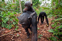 Bonobo (Pan paniscus) female 'Nioki' carrying her baby 'Bomango' aged 10 months on her back followed by mature male 'Tembo', Lola Ya Bonobo Sanctuary, Democratic Republic of Congo. October.