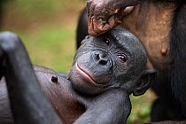 Bonobo (Pan paniscus) female 'Maya' being groomed, Lola Ya Bonobo Sanctuary, Democratic Republic of Congo. October.