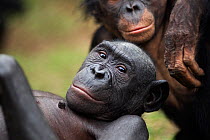 Bonobo (Pan paniscus) female 'Maya' being groomed, Lola Ya Bonobo Sanctuary, Democratic Republic of Congo. October.