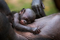 Bonobo (Pan paniscus) baby 'Mayali' aged 2-3 weeks lying on its mother, holding on tight, Lola Ya Bonobo Sanctuary, Democratic Republic of Congo. October.