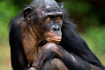 Bonobo (Pan paniscus) female 'Sankuru' looking thoughtful, Lola Ya Bonobo Sanctuary, Democratic Republic of Congo. October.