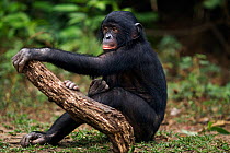 Bonobo (Pan paniscus) juvenile male holding a piece of wood, sitting, Lola Ya Bonobo Sanctuary, Democratic Republic of Congo. October.