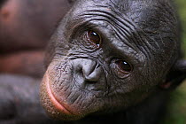 Bonobo (Pan paniscus) mature male 'Makali', head portrait, Lola Ya Bonobo Sanctuary, Democratic Republic of Congo. October.