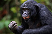 Bonobo (Pan paniscus) mature male 'Max' aged 27 years, head and shoulders portrait, Lola Ya Bonobo Sanctuary, Democratic Republic of Congo. October.