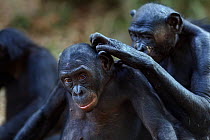 Bonobo (Pan paniscus) two grooming, Lola Ya Bonobo Sanctuary, Democratic Republic of Congo. October.