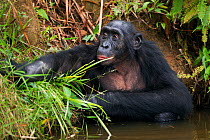 Bonobo (Pan paniscus) mature male sitting in water, Lola Ya Bonobo Sanctuary, Democratic Republic of Congo. October.