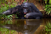 Bonobo (Pan paniscus) mature male sitting in water, Lola Ya Bonobo Sanctuary, Democratic Republic of Congo. October.