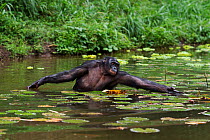 Bonobo (Pan paniscus) mature male 'Manono' wading through water, reaching out, Lola Ya Bonobo Sanctuary, Democratic Republic of Congo. October.