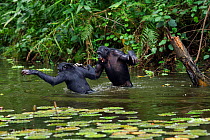 Bonobo (Pan paniscus) males play fighting in water, Lola Ya Bonobo Sanctuary, Democratic Republic of Congo. October.
