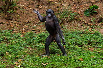 Bonobo (Pan paniscus) female 'Lisala' standing bi-pedally gesturing at male, Lola Ya Bonobo Sanctuary, Democratic Republic of Congo. October.