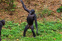 Bonobo (Pan paniscus) female 'Lisala' standing bi-pedally gesturing at male, Lola Ya Bonobo Sanctuary, Democratic Republic of Congo. October.
