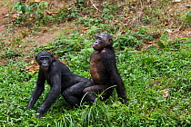 Bonobo (Pan paniscus) pair mating, Lola Ya Bonobo Sanctuary, Democratic Republic of Congo. October.