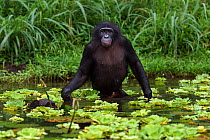 Bonobo (Pan paniscus) adolescent male wading through water to find food, amongst water lettuce, Lola Ya Bonobo Sanctuary, Democratic Republic of Congo. October.
