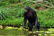 Bonobo (Pan paniscus) male wading through water, Lola Ya Bonobo Sanctuary, Democratic Republic of Congo. October.