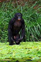 Bonobo (Pan paniscus) mature male 'Fizi' standing at the edge of a lake, amongst water lettuce, Lola Ya Bonobo Sanctuary, Democratic Republic of Congo. October.