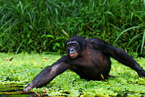 Bonobo (Pan paniscus) mature male 'Fizi' wading through water to find food amongst water lettuce, reaching out, Lola Ya Bonobo Sanctuary, Democratic Republic of Congo. October.